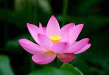 Lời nói đầu loi-noi-dau-duong-loi-tu-phat