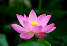 loi-noi-dau-duong-loi-tu-phat