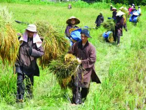 tu-si-chon-chanh