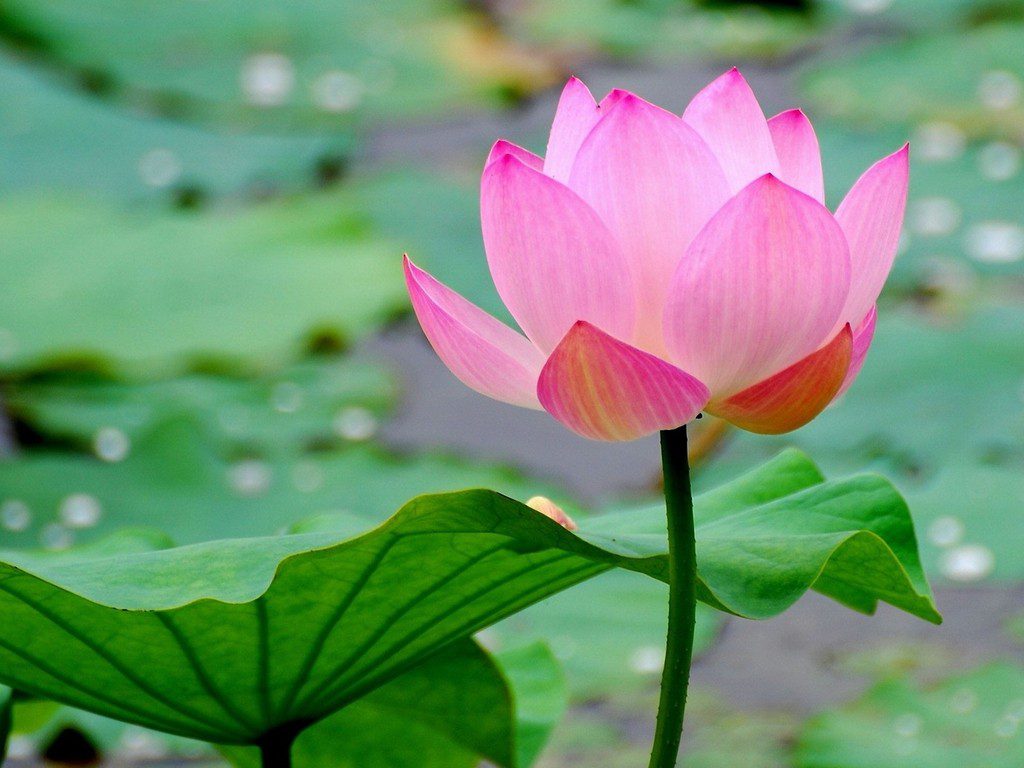 tim-lai-ban-lai-dien-muc