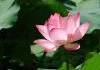 Nẻo chánh để tu hành neo-chanh-de-tu-hanh