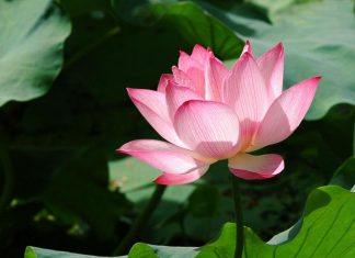 neo-chanh-de-tu-hanh