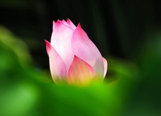 phap-lu