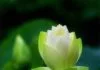 daotrangtuphat