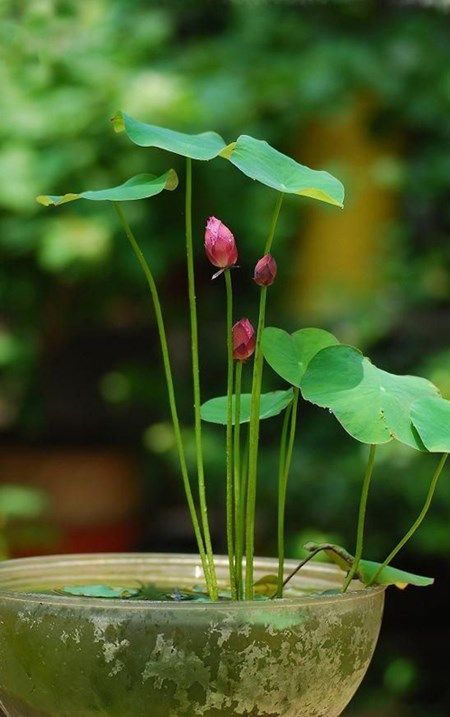 cu-si-chung-qua-du-luu