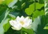 huong-duc-hanh