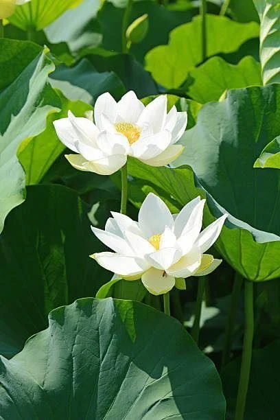 huong-duc-hanh