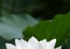 Tài sản của người tu (Nikàya) tai-san-cua-nguoi-tu