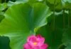 Hai hạng người đáng được cúng dường (Nikàya) hai-hang-nguoi-dang-duoc-cung-duong