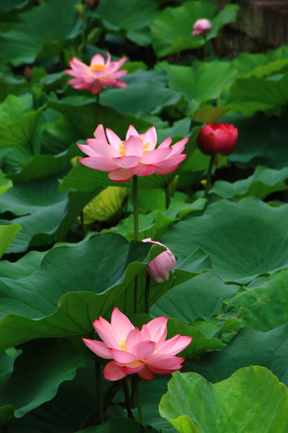 xung-dang-la-ruong-phuoc