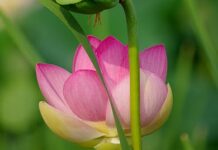 Thắng duyên tu Đạo thang-duyen-tu-dao