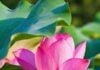 Những điều tâm niệm: Thật ngữ nhung-dieu-tam-niem-that-ngu